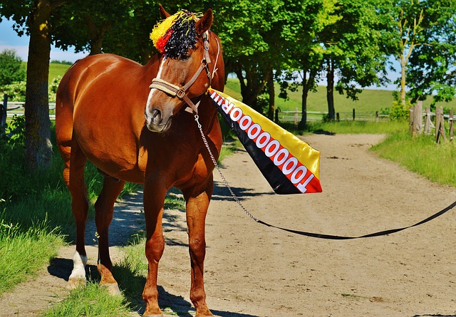 世界杯正赛 世界杯正赛